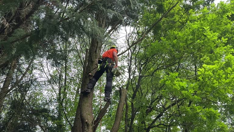 Reliable Batavia, NY Tree Removal and Landscaping Services Solutions